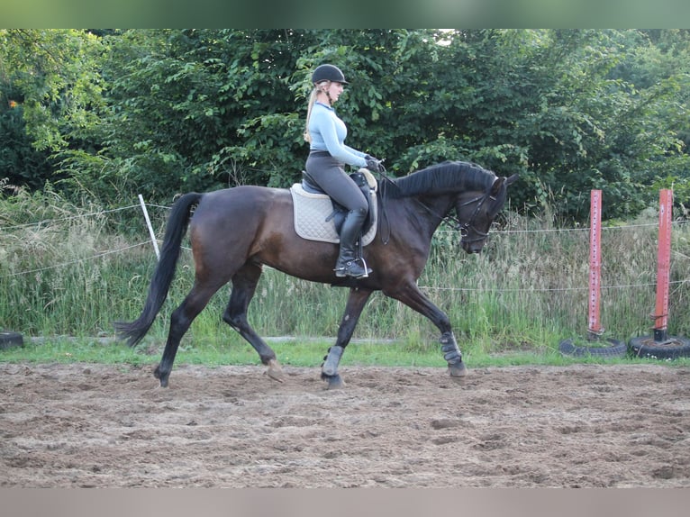 Westfale Wallach 7 Jahre 175 cm Dunkelbrauner in Porta WestfalicaPorta Westfalica