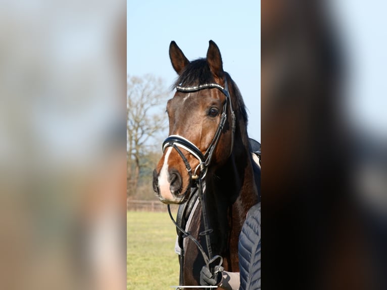 Westfale Wallach 7 Jahre 175 cm Dunkelbrauner in Ahrensburg