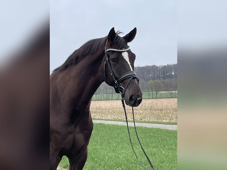 Westfale Wallach 7 Jahre 175 cm Dunkelfuchs in Ibbenbüren