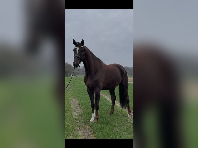 Westfale Wallach 7 Jahre 175 cm Dunkelfuchs in Ibbenbüren