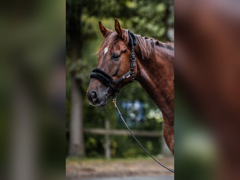 Westfale Wallach 7 Jahre 175 cm Fuchs in Meinerzhagen