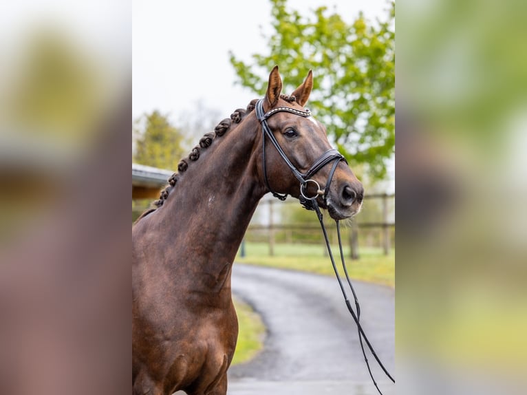 Westfale Wallach 7 Jahre 175 cm Fuchs in Meinerzhagen