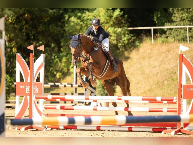 Westfale Wallach 7 Jahre 175 cm Fuchs in Viersen