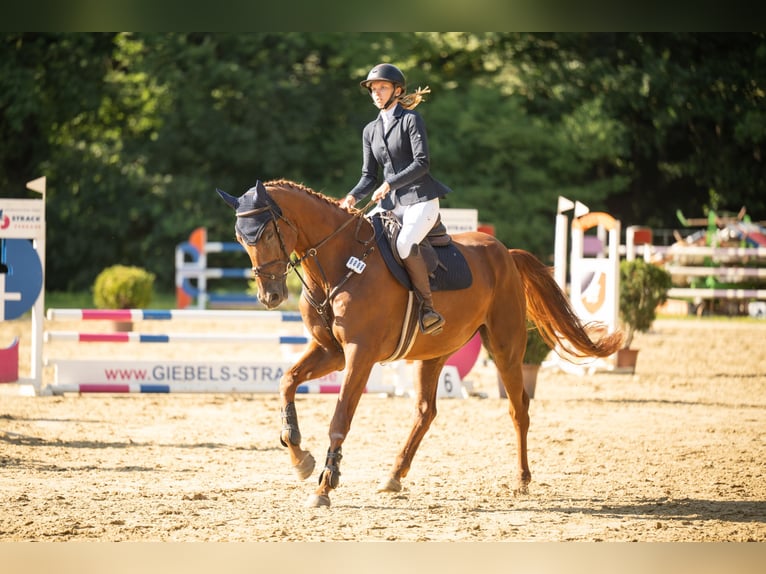 Westfale Wallach 7 Jahre 175 cm Fuchs in Heinsberg