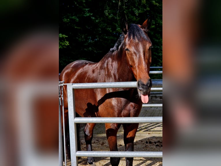 Westfale Wallach 7 Jahre 177 cm Brauner in Grafenau