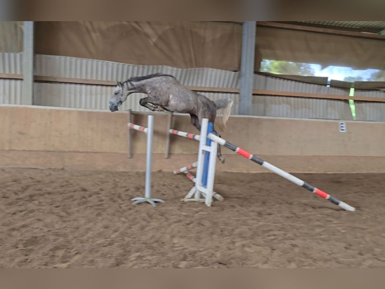 Westfale Wallach 7 Jahre 178 cm Apfelschimmel in Paderborn