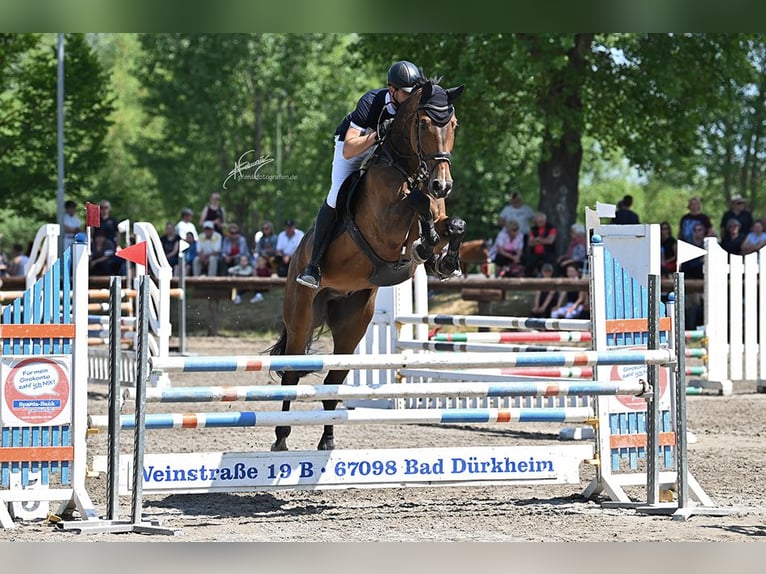 Westfale Wallach 7 Jahre 181 cm Brauner in Mannheim