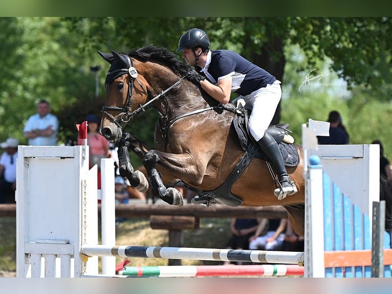 Westfale Wallach 7 Jahre 181 cm Brauner in Mannheim
