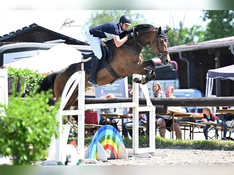 Westfale Wallach 7 Jahre 181 cm Brauner in Mannheim
