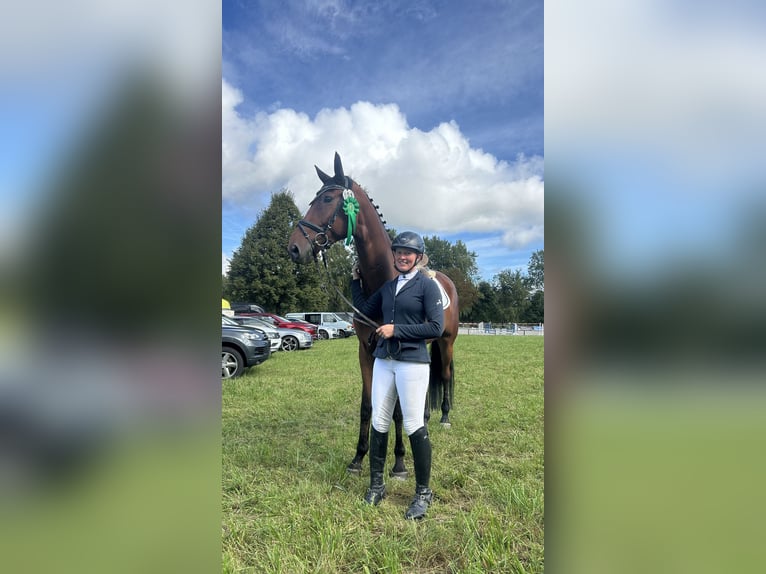Westfale Wallach 7 Jahre 183 cm Brauner in Schenklengsfeld
