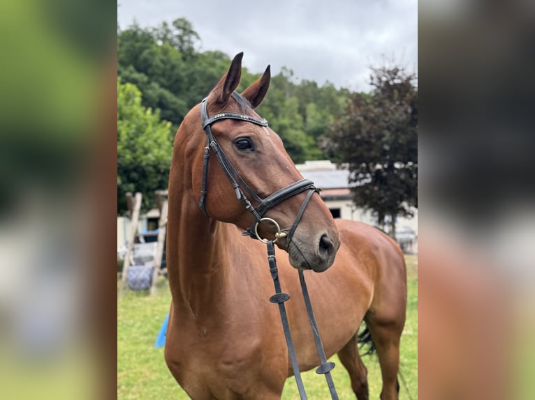 Westfale Wallach 7 Jahre 183 cm Brauner in Schenklengsfeld