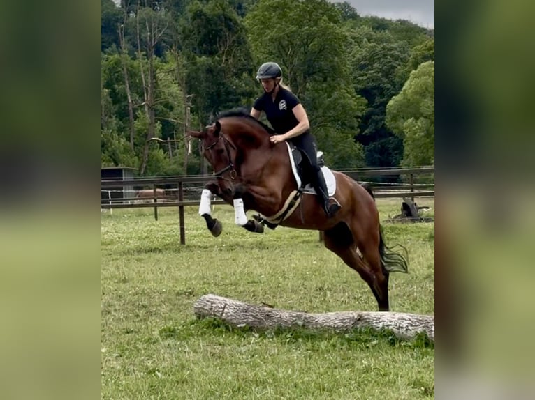 Westfale Wallach 7 Jahre 183 cm Brauner in Schenklengsfeld