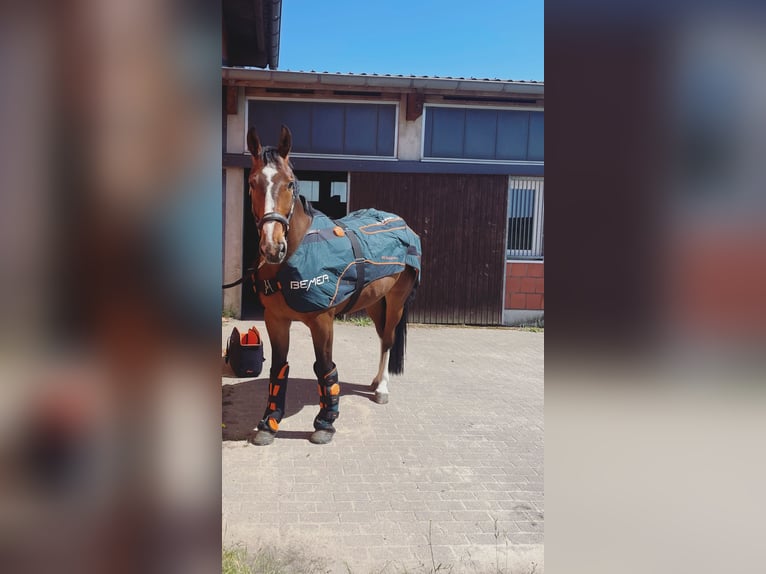 Westfale Wallach 7 Jahre Brauner in Dorsten