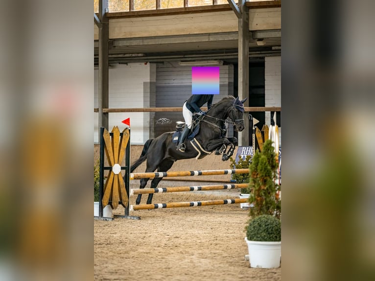 Westfale Wallach 7 Jahre Rappe in Blankenheim