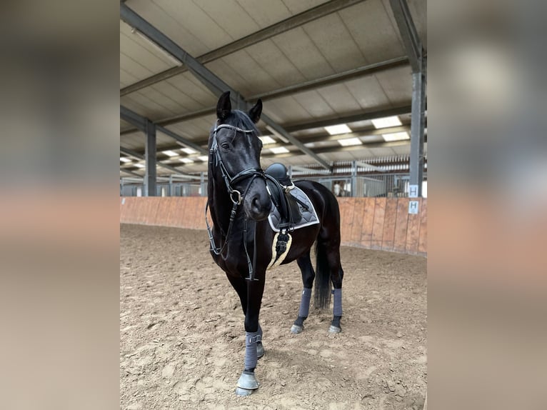 Westfale Wallach 7 Jahre Rappe in Blankenheim