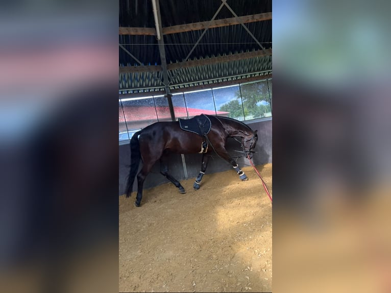 Westfale Wallach 7 Jahre Rappe in Blankenheim