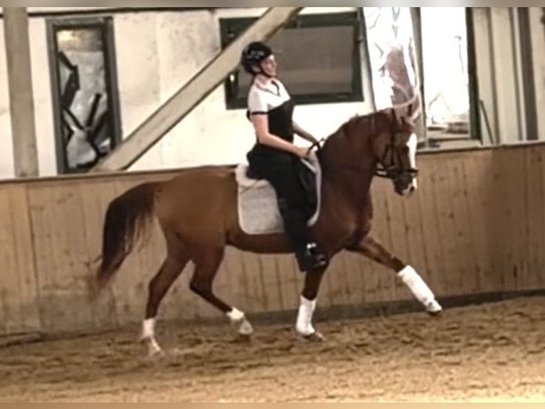 Westfale Wallach 8 Jahre 150 cm Fuchs in Wien, Leopoldstadt