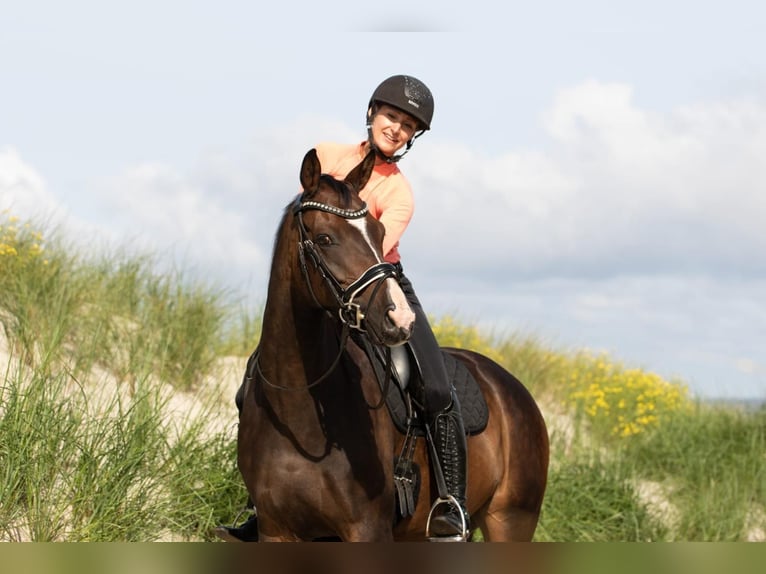 Westfale Wallach 8 Jahre 161 cm in Norderney