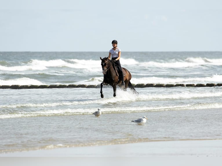 Westfale Wallach 8 Jahre 161 cm in Norderney