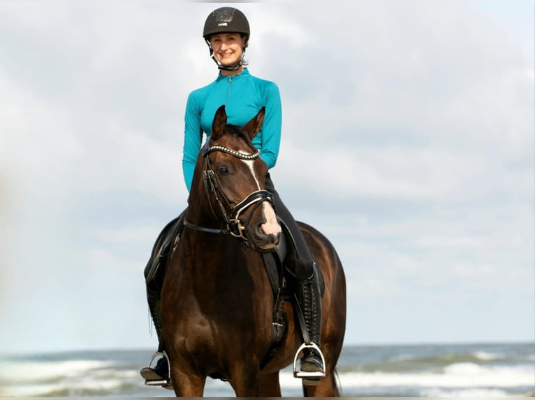 Westfale Wallach 8 Jahre 161 cm in Norderney