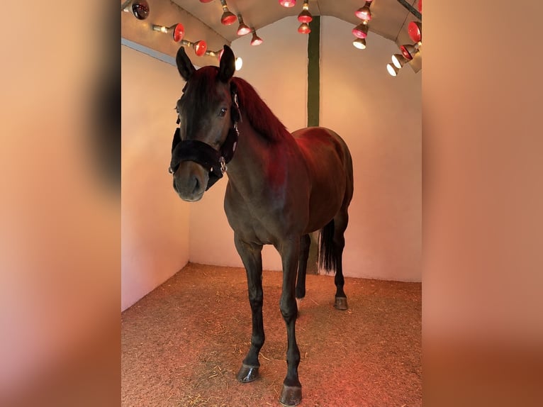 Westfale Wallach 8 Jahre 161 cm Schwarzbrauner in Würzburg