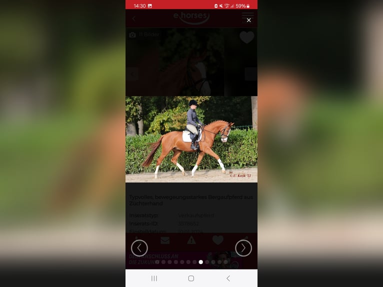 Westfale Wallach 8 Jahre 162 cm Fuchs in Bramsche