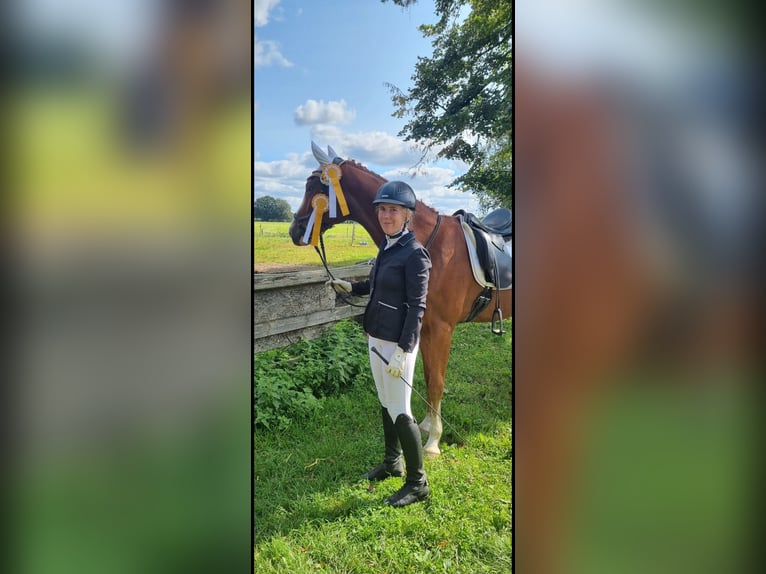 Westfale Wallach 8 Jahre 162 cm Fuchs in Bramsche