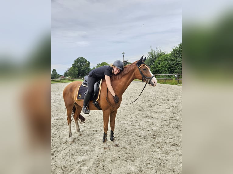 Westfale Wallach 8 Jahre 162 cm Fuchs in Bramsche