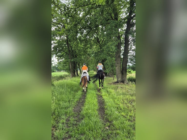 Westfale Wallach 8 Jahre 162 cm Fuchs in Bramsche