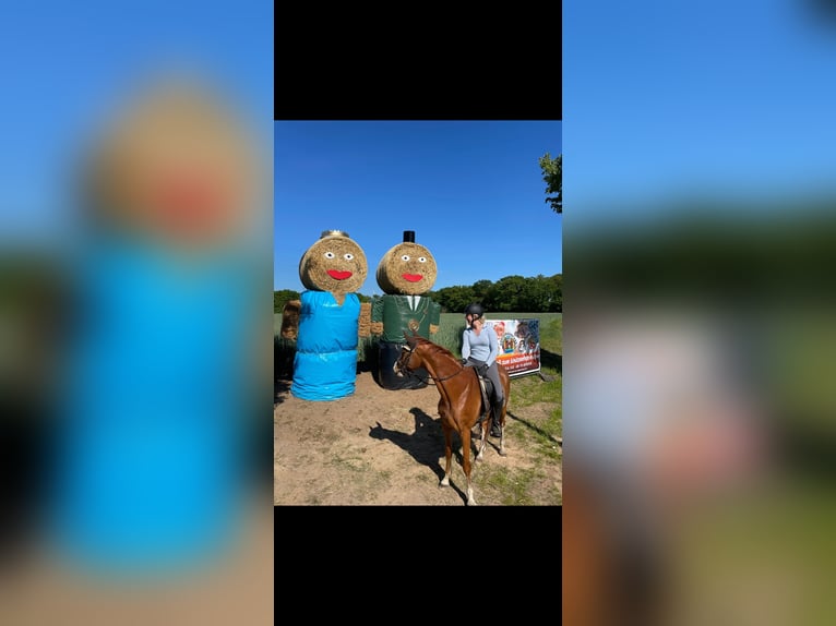 Westfale Wallach 8 Jahre 162 cm Fuchs in Bramsche