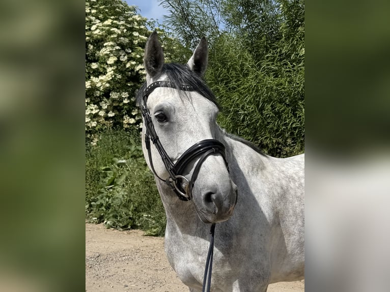 Westfale Wallach 8 Jahre 163 cm Apfelschimmel in Grevenbroich