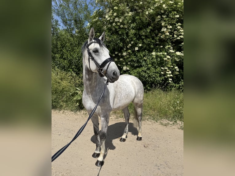 Westfale Wallach 8 Jahre 163 cm Apfelschimmel in Grevenbroich