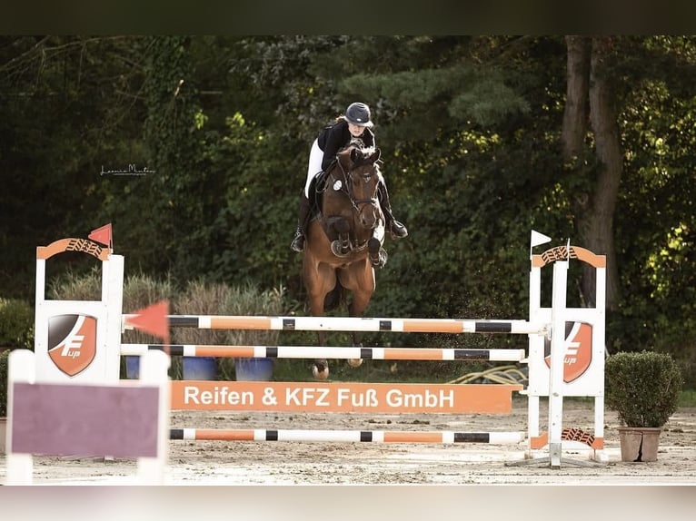 Westfale Wallach 8 Jahre 163 cm Brauner in Ocala
