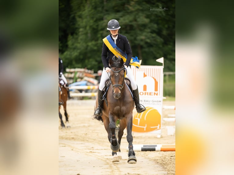 Westfale Wallach 8 Jahre 163 cm Brauner in Ocala