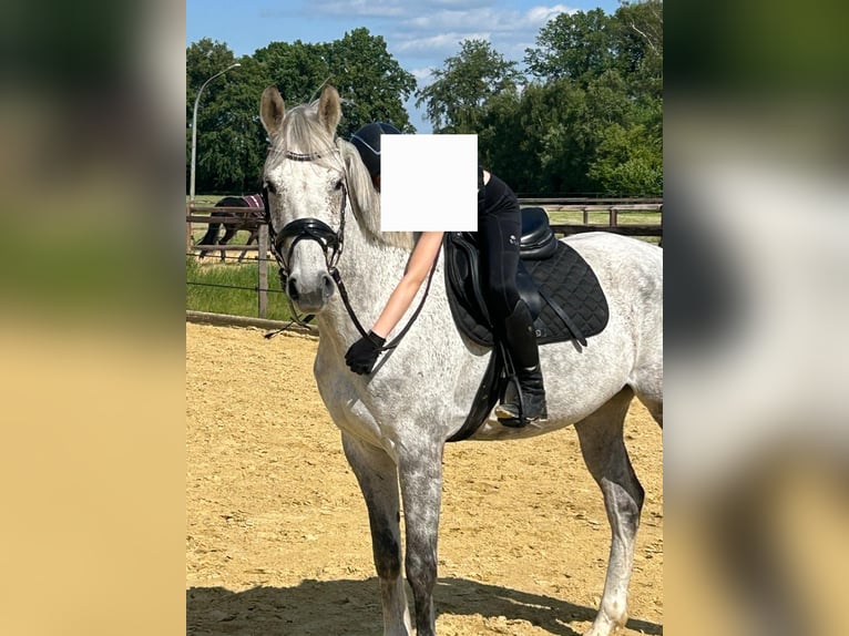 Westfale Wallach 8 Jahre 164 cm Apfelschimmel in Senden