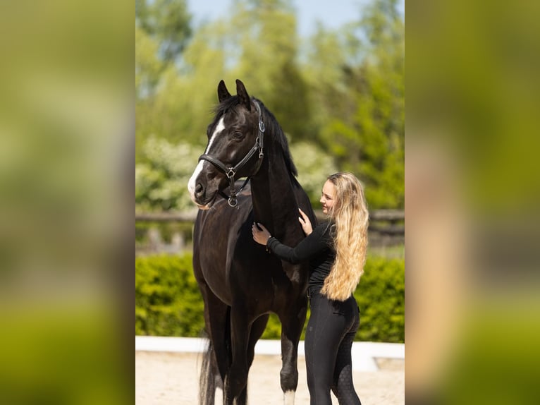 Westfale Wallach 8 Jahre 164 cm Rappe in Ermensee