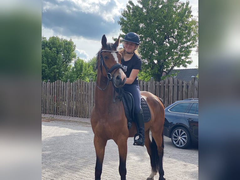 Westfale Wallach 8 Jahre 165 cm Brauner in PapenburgPapenburg