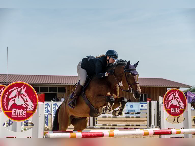 Westfale Wallach 8 Jahre 165 cm Brauner in Illertissen