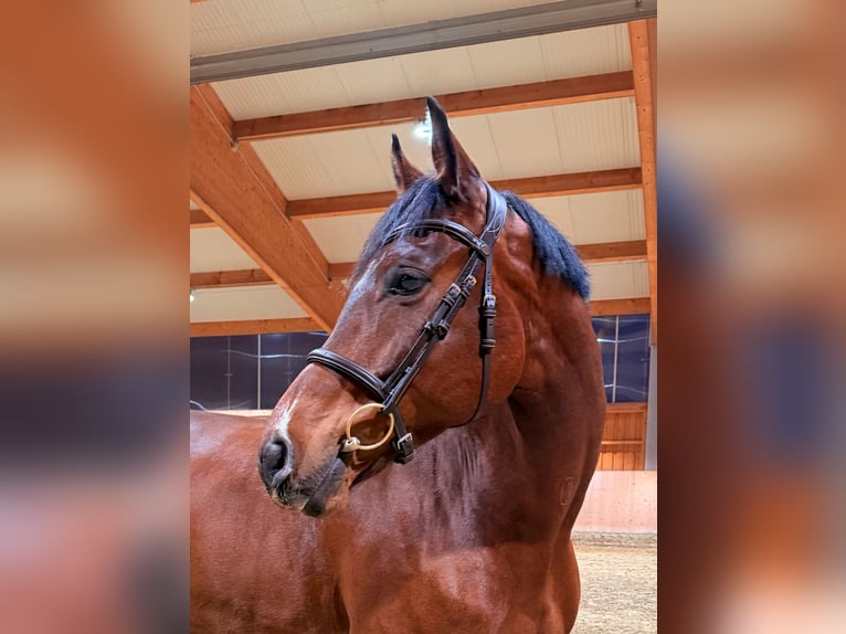 Westfale Wallach 8 Jahre 165 cm Brauner in Illertissen