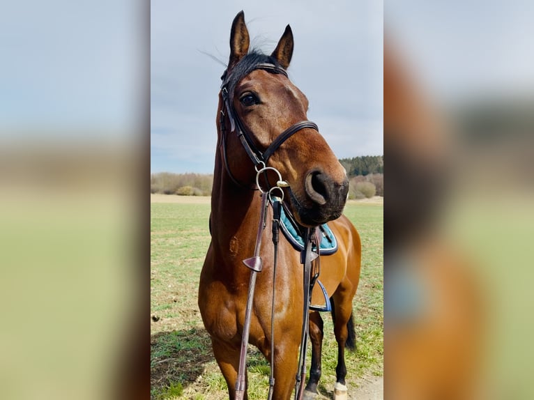 Westfale Wallach 8 Jahre 165 cm Brauner in Illertissen