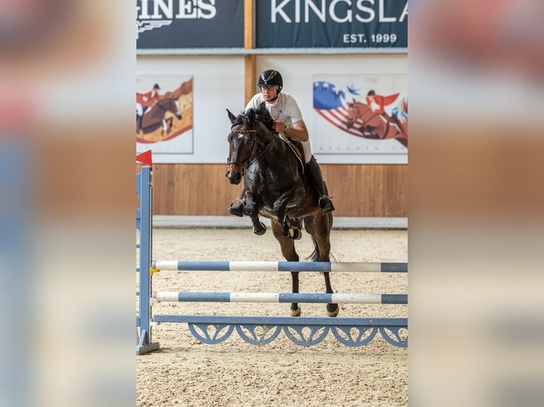 Westfale Wallach 8 Jahre 165 cm Dunkelbrauner in Tecklenburg