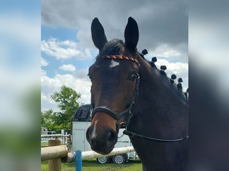 Westfale Wallach 8 Jahre 165 cm Dunkelbrauner in Tecklenburg