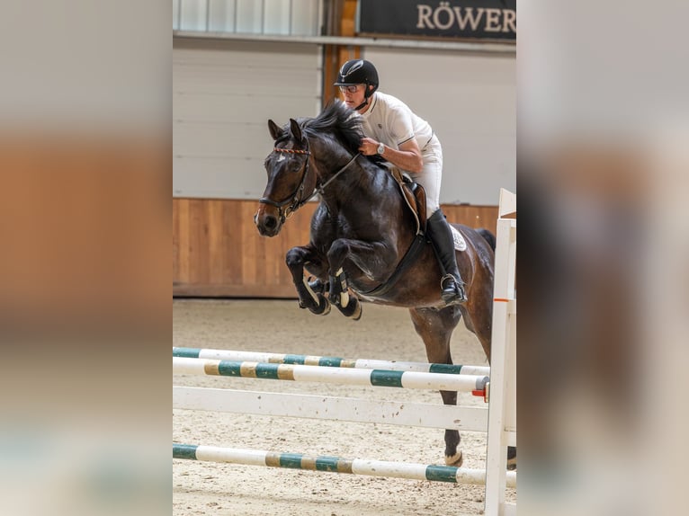 Westfale Wallach 8 Jahre 165 cm Dunkelbrauner in Tecklenburg