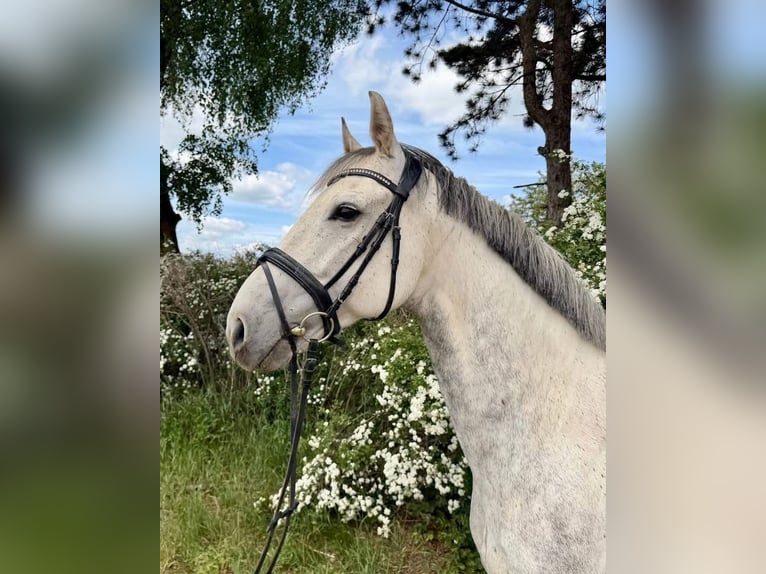 Westfale Wallach 8 Jahre 165 cm Schimmel in Davidschlag