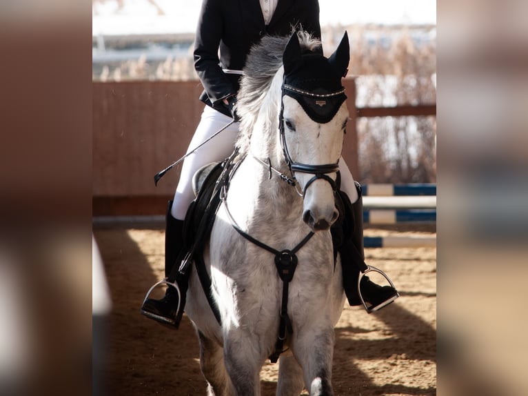 Westfale Wallach 8 Jahre 165 cm Schimmel in Aldrans