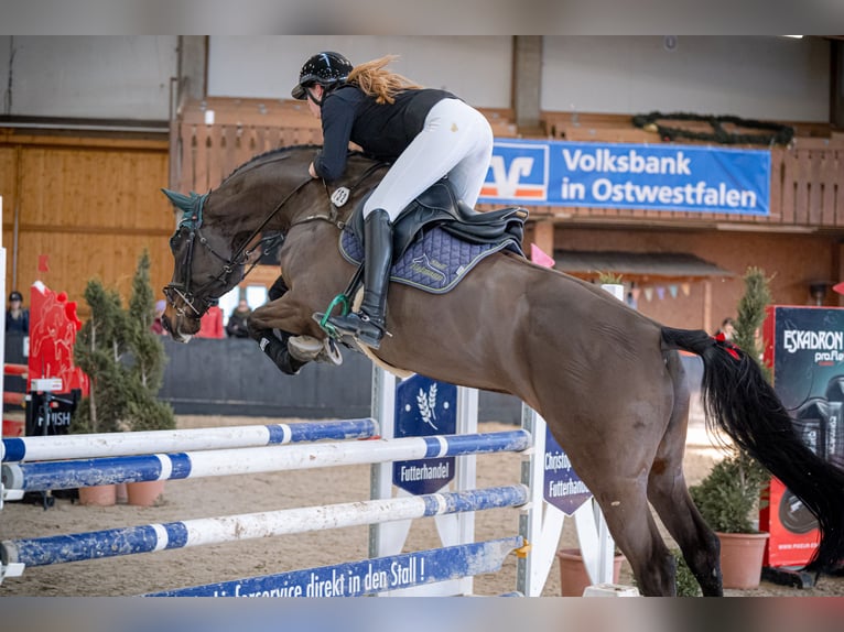 Westfale Wallach 8 Jahre 166 cm Schwarzbrauner in Lienenienen