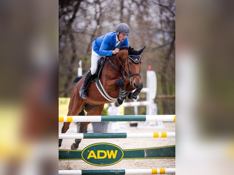 Westfale Wallach 8 Jahre 167 cm Brauner in Brno