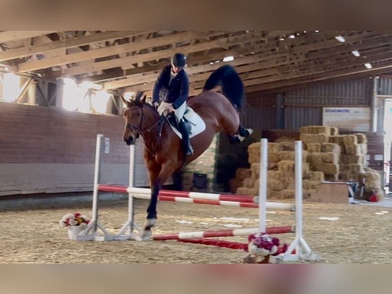 Westfale Wallach 8 Jahre 167 cm Brauner in Brno