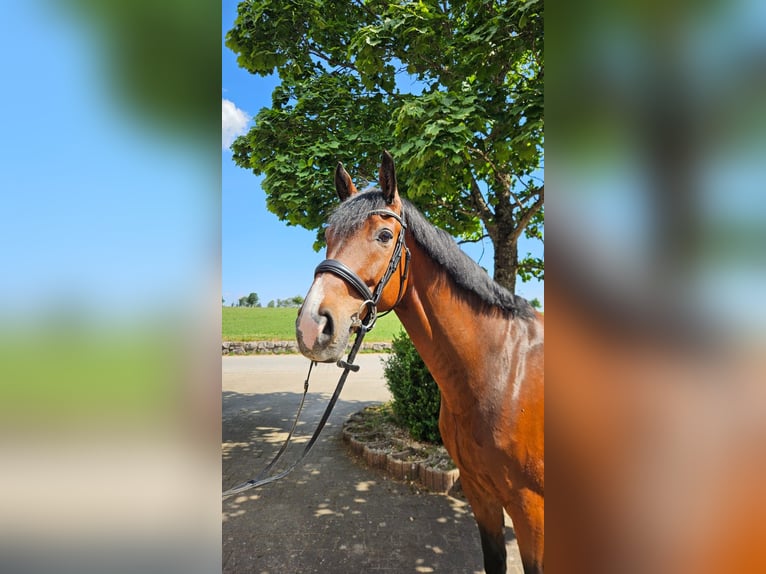 Westfale Wallach 8 Jahre 167 cm Brauner in Königsfeld im Schwarzwald