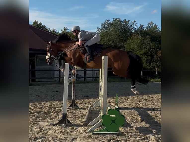 Westfale Wallach 8 Jahre 167 cm Brauner in Iserlohn